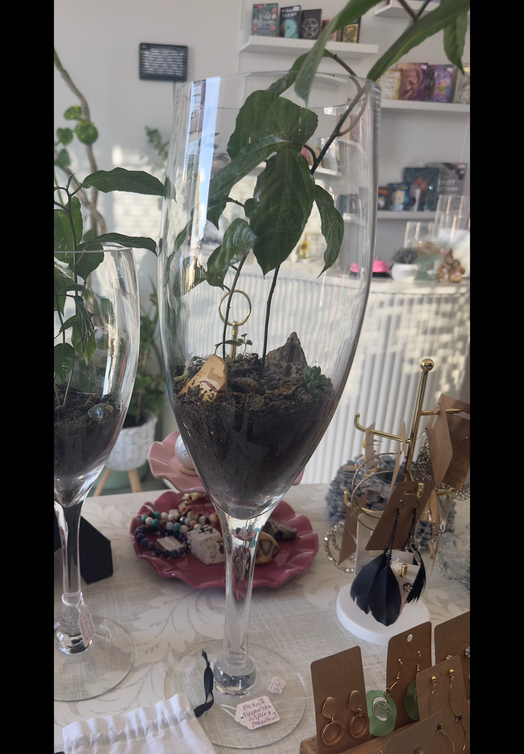XL WINE GLASS PLANT