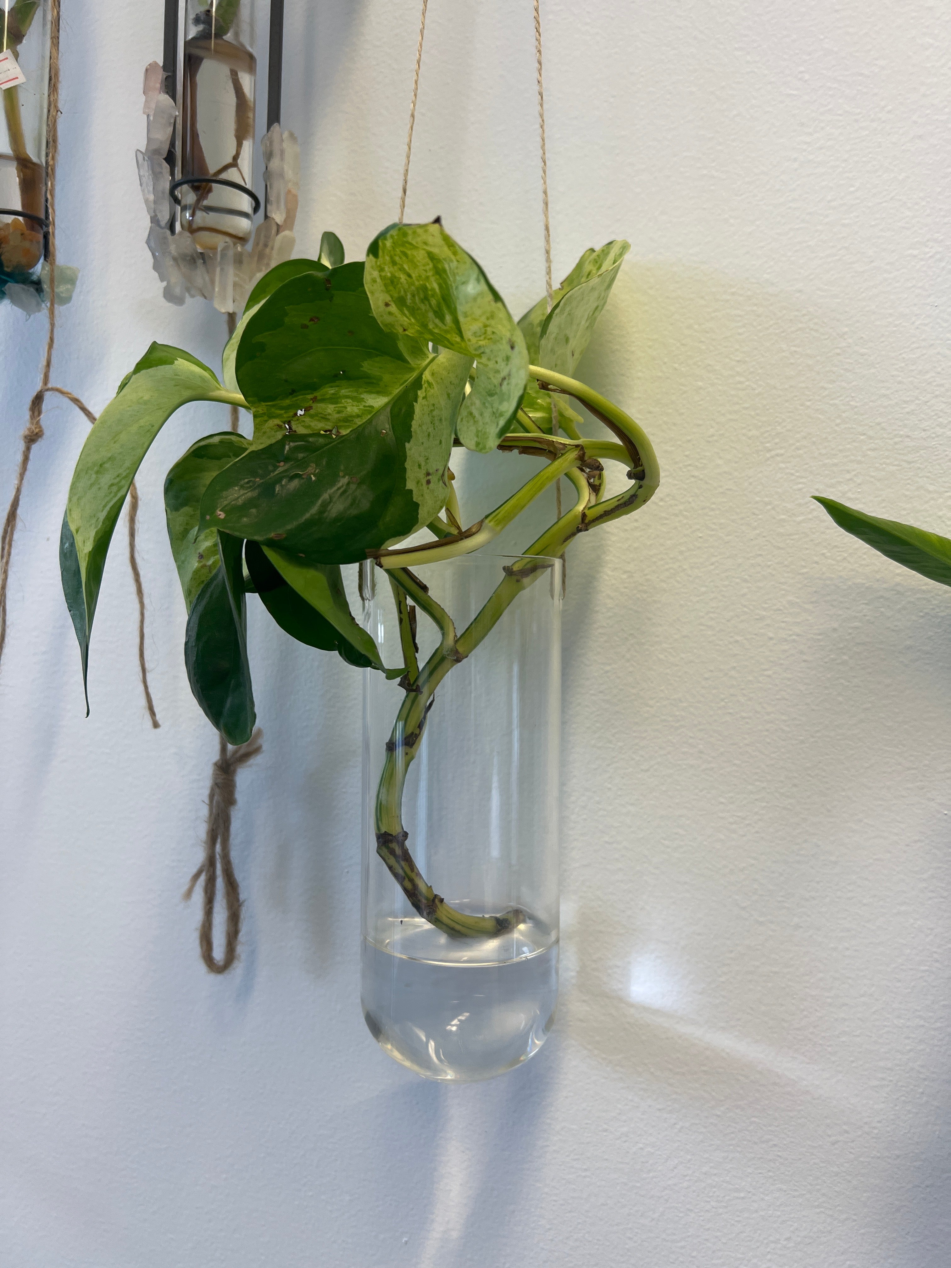 Glass tube planter